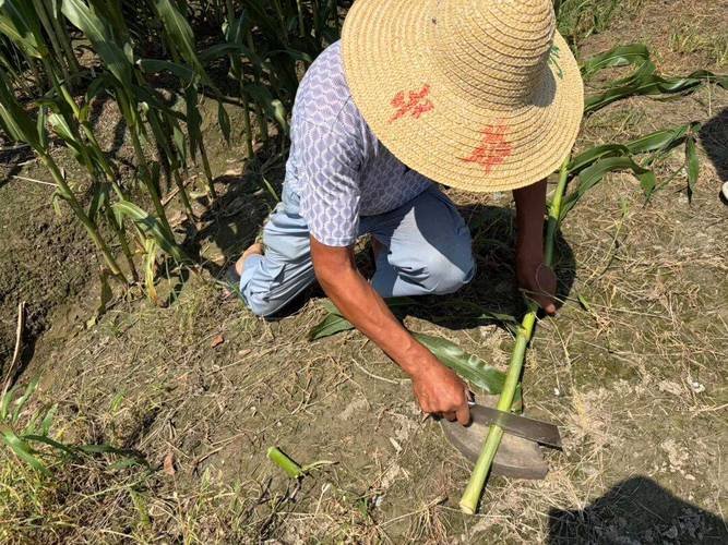 網友:挺甜的,就是費嘴